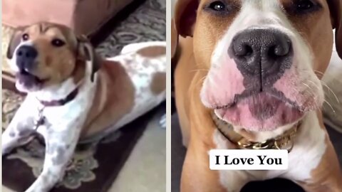 Dog Says "I LOVE YOU"