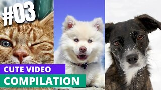 Cute Pets Videos Compilation