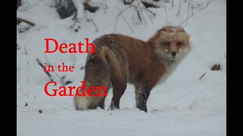Death in the Garden! not the chickens this time...