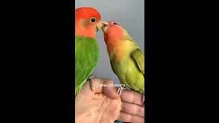 Pássaros do amor