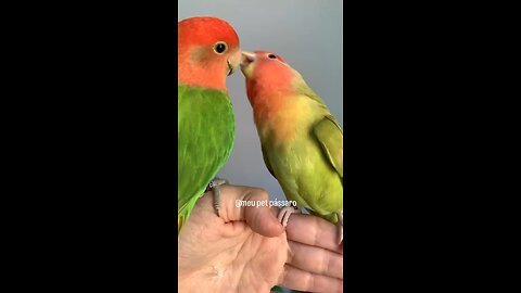 Pássaros do amor