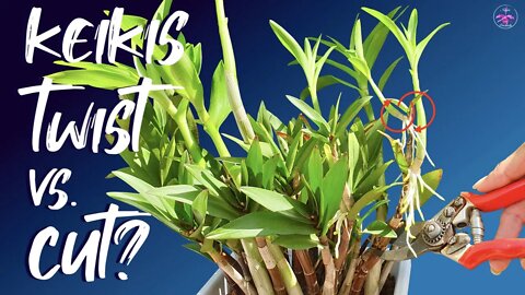 How to remove orchid keikis | Pros & Cons of Twist vs. Cut | Propagating orchids the easy way! 🌱🥰
