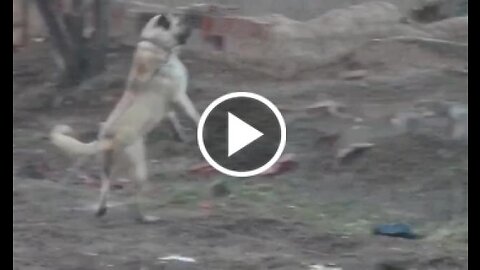 giant anatolian shepherd dog