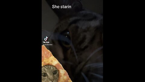 Shes snuggled with pizza cat