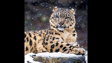Top 10 most popular and beautiful animals in the world