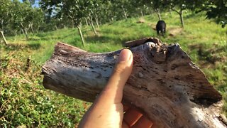 OURO DA NATUREZA QUE ESTAVA NO LIXO. MADEIRAS RARAS.WOOD DIY WOODWORKING