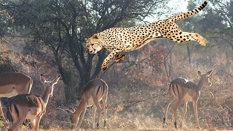 Cheetah makes an amazing jump right on target