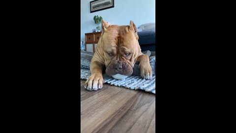 MASSIVE Pit Bull makes ball disappear in giant lips/mouth 🦁⚾️😱