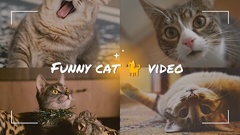 Cute and Funny Moments of Cats