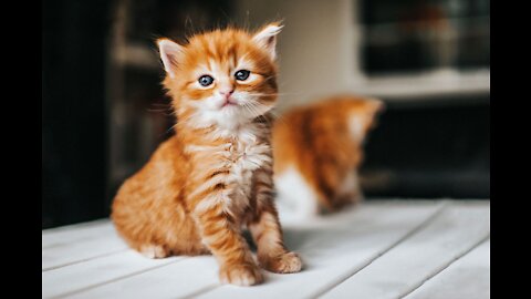 british short hair kittens videos cutest kitten - KimsKennelUS