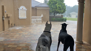 Two Great Danes watch the Florida rain storm