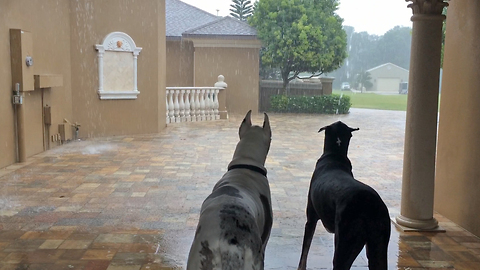 Two Great Danes watch the Florida rain storm