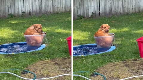 Big Doggy Hilariously Squeezes Into Tiny Tub