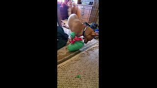 Bluto My Chihuahua Experiences His First Christmas and Gift Opening!