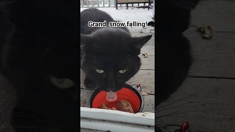 Grand Snow Falling! Lil Thor #cats #outdoorcats #blackcat #blackcatsrule #cattreats #kitty