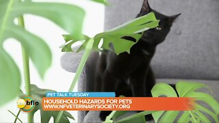 Pet Talk Tuesday – Household hazards for pets