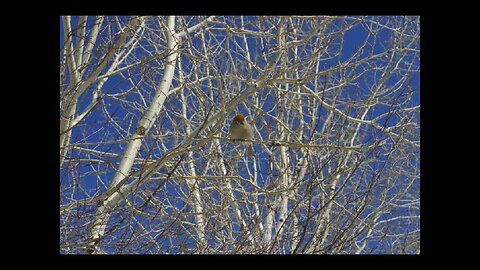 My backyard birds | Some of the bird species I have