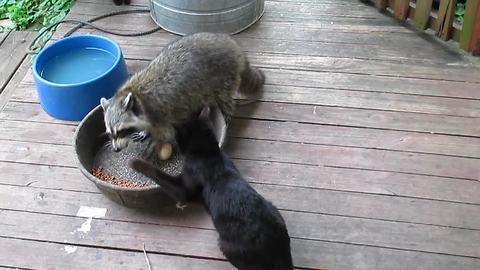 Grumpy cat scolds raccoon for stealing cat food