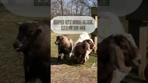 Dijon goat better shape up to keep Honey goat! #animallover #farmliving #goat #coupleshorts #cute