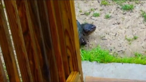 Large Snapping Turtle lurking by my steps! Glad I notice him! 4k video!