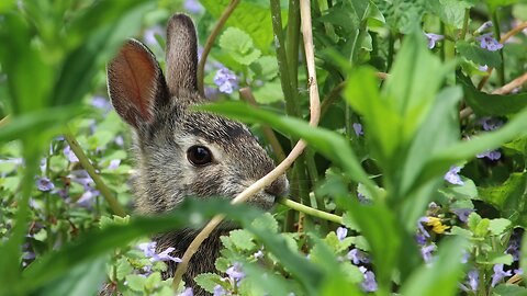 Rabbit Foraging in Wild Flowers