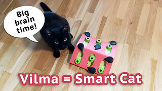 Vilma Is a Smart Cat ;)