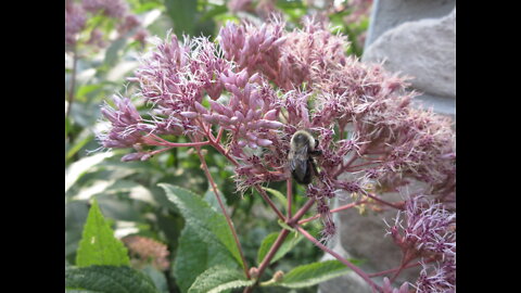 Bee Secrets Joe Pye Weed Sept 2022