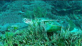 Sleepy Pacific green sea turtle enjoys a good belly scratch in the coral