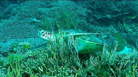 Sleepy Pacific green sea turtle enjoys a good belly scratch in the coral