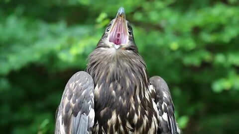 Female eagle, bird of prey Sea eagle close up 2