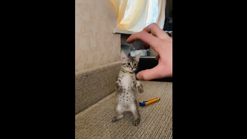 the kitten walks on two hind legs and plays