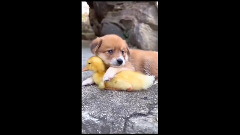 Best friend duck and dog...Funny pets life #9