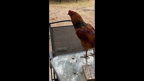 Rooster Crowing #shorts #fyp #chicken #fypシ #rooster