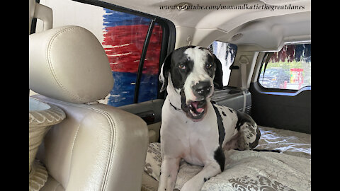 Funny Great Dane Isn't Too Sure About Drive Thru Car Wash