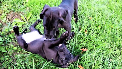Playful Great Dane puppies are the cutest things ever!
