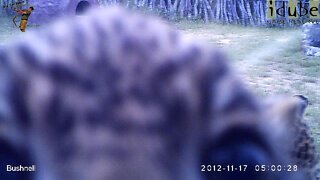 Leopard And Cub In The Bush Camp - Camera Trap Footage Part 2: 17 November 2012