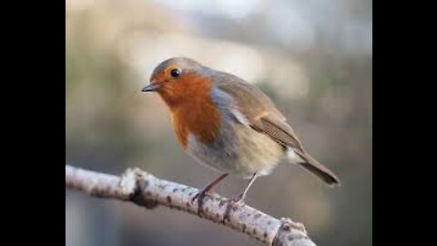 Beautiful Robin Bird