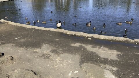 Gray Goose at polliwog park