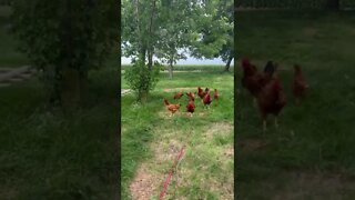 Giving Our Big Red Broilers More Grass 🐓😊 #shorts #homestead #chickens #farm #iowa