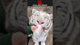 bebê tigre se alimentando
