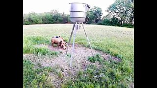 What's at the feeder?!!! 5/18/23