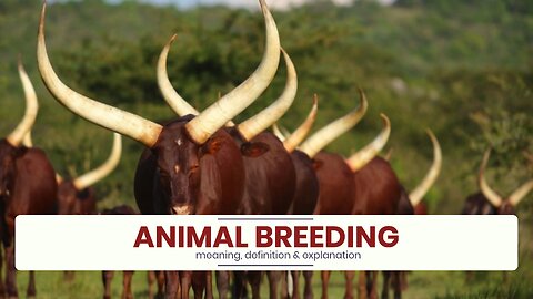 What is ANIMAL BREEDING?