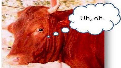 The Coming Red Heifer Sacrifice 2024