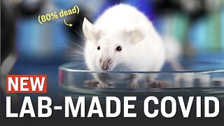 Boston University Creates COVID Strain With 80% Mortality In Mice