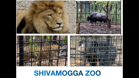 Shivamogga Zoo | Close Lion Encounter | Animal sighting