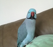 Parrot thinks "burp" means give kisses