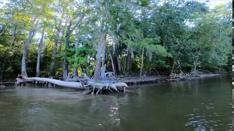 Virtual Swamp Tour - Part 1 - The West Pearl River, Honey Island Swamp