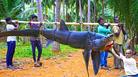 100 KG MONSTER DOLPHIN SHARK RECIPE | Cutting Skill | Sura meen sambal | Village Traditional cooking