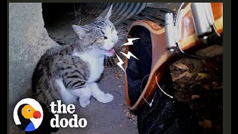 Mama Cat Gives Birth In A Street Gutter | The Dodo