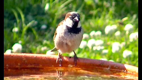 IECV NV #405 - 👀 House Sparrows At The Bird Bath Drinking And Bathing 🐤🐤🐤 6-26-2017